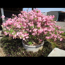 Eine prächtige Wüstenrose